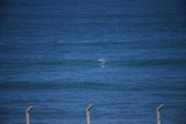 Enlarge photo 1377