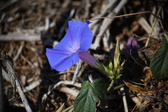 Enlarge photo 1452