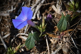 Enlarge photo 1453