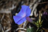 Enlarge photo 1454