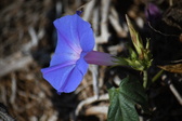 Enlarge photo 1455