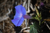 Enlarge photo 1456