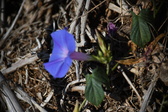 Enlarge photo 1457