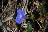 Enlarge photo 1458