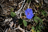 Enlarge photo 1462