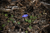 Enlarge photo 1463