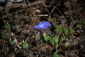Enlarge photo 1465