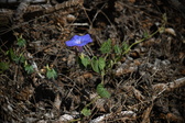 Enlarge photo 1466