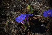 Enlarge photo 1467