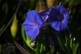 Enlarge photo 1470