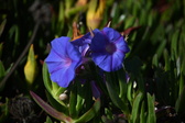 Enlarge photo 1471