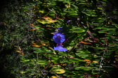 Enlarge photo 1476