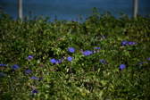 Enlarge photo 1478