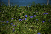 Enlarge photo 1479