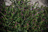 Enlarge photo 1483