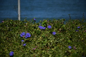 Enlarge photo 1487
