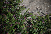 Enlarge photo 1490