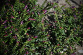 Enlarge photo 1493
