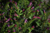 Enlarge photo 1494