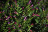 Enlarge photo 1495