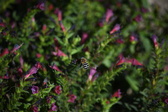 Enlarge photo 1496