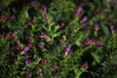 Enlarge photo 1497