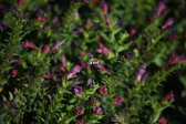 Enlarge photo 1498