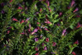 Enlarge photo 1499