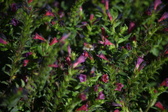 Enlarge photo 1502