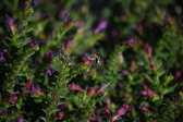 Enlarge photo 1504