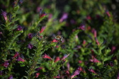 Enlarge photo 1505