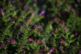 Enlarge photo 1506