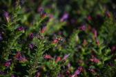 Enlarge photo 1508