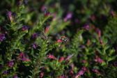 Enlarge photo 1509