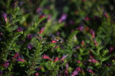 Enlarge photo 1511