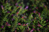 Enlarge photo 1512