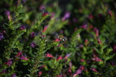 Enlarge photo 1513