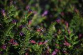 Enlarge photo 1514