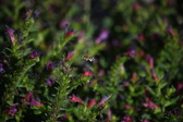 Enlarge photo 1515
