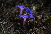 Enlarge photo 1516