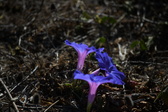 Enlarge photo 1517