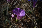 Enlarge photo 1518