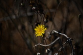 Enlarge photo 1519