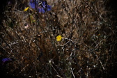 Enlarge photo 1520
