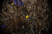 Enlarge photo 1521