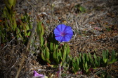Enlarge photo 1523