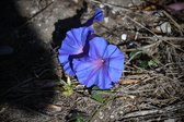 Enlarge photo 1524