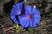 Enlarge photo 1525