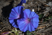 Enlarge photo 1526