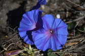 Enlarge photo 1527